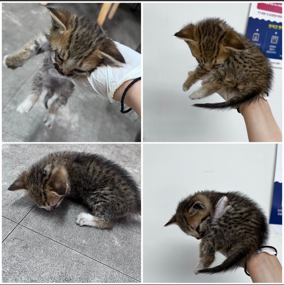 천안시유기동물보호소_444449202301290